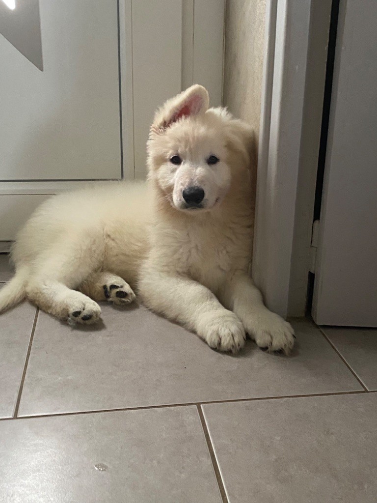 De L'Arche De Phlocon - Berger Blanc Suisse - Portée née le 28/08/2023